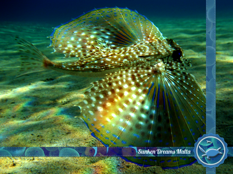 Dive-destinations-resize-ma11