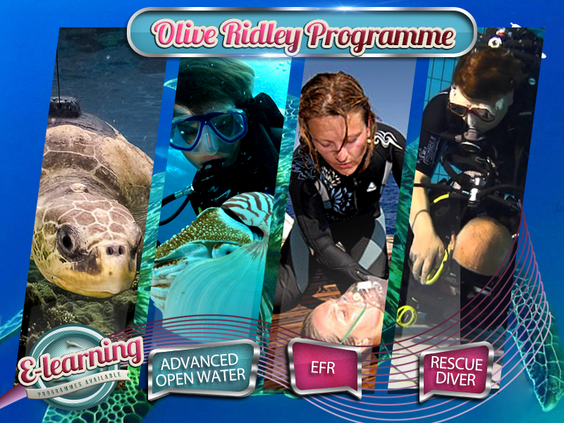 The Olive Ridley - Course Packages Plan