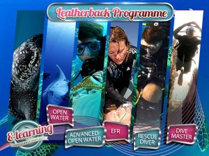 The Leatherback - Academy Course Packages Plan